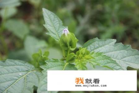 灯笼草是什么呢？