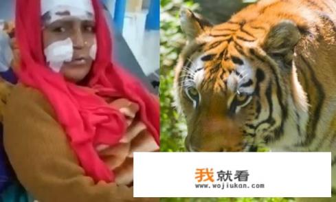 印度女子被老虎袭击，用镰刀反击逃生，印度老虎为何频繁袭人？