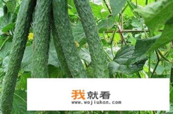 午餐吃什么有营养？