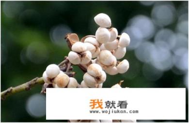 乌桕树为什么叫乌桕树? 乌桕树为什么叫乌桕树?