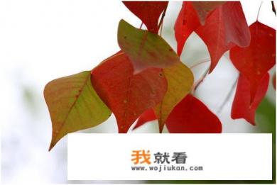 乌桕树为什么叫乌桕树? 乌桕树为什么叫乌桕树?