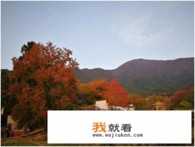 乌桕树为什么叫乌桕树? 乌桕树为什么叫乌桕树?