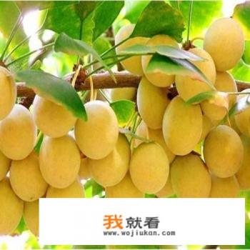 银杏果在几月成熟的？