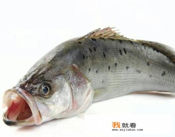 现在鲈鱼多少钱一斤？