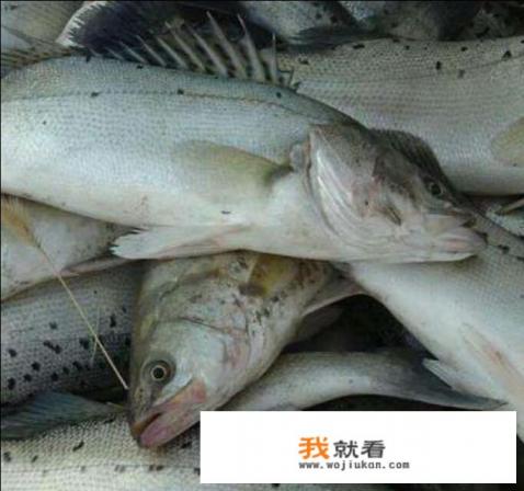 现在鲈鱼多少钱一斤？