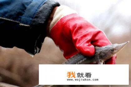 中华鲟的养殖方法？