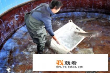中华鲟的养殖方法？