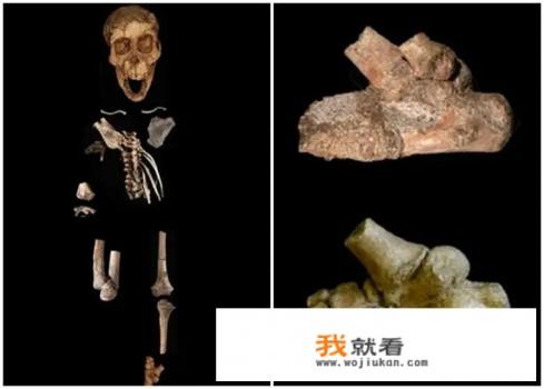 完美世界原始之门有什么? 完美世界原始之门有什么?