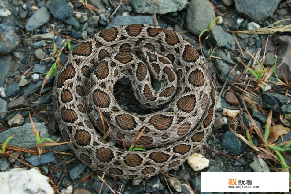 中国四大毒蛇排行？