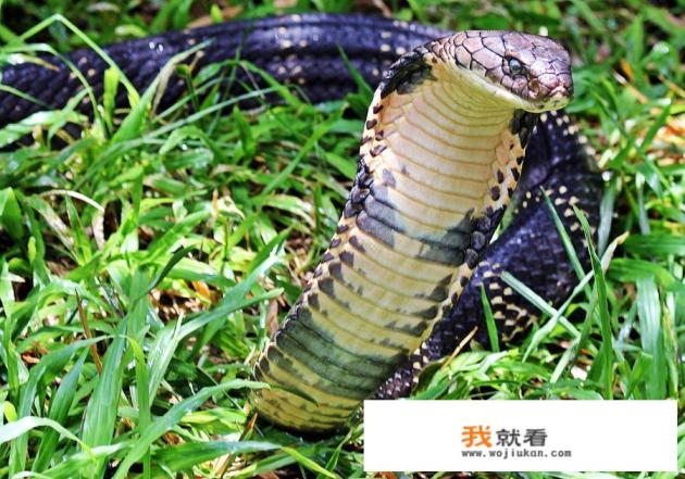 中国四大毒蛇排行？