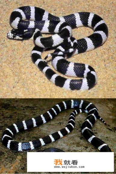 中国四大毒蛇排行？