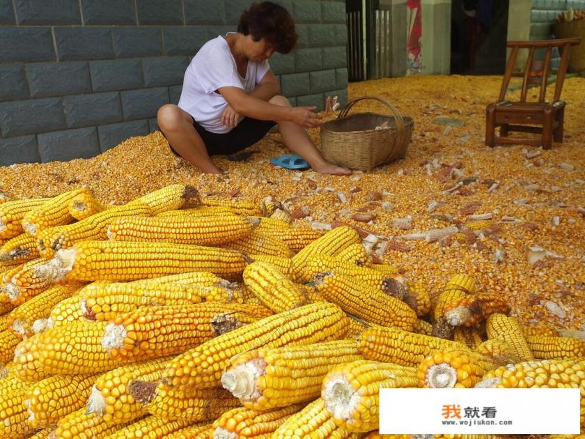 玉米价格稳中偏弱运行，2022年玉米价格还会涨吗？