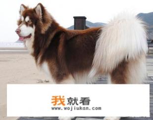 阿拉斯加犬的优缺点是什么？