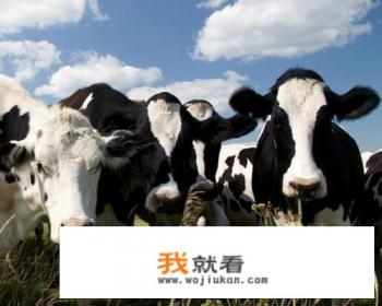 幻兽帕鲁奶牛繁育公式？