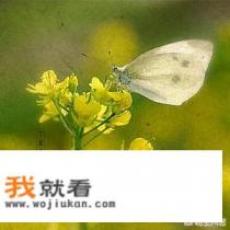 精选哪些适合学霸玩的手机游戏？