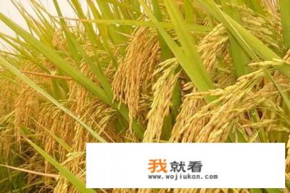 听村里老人说，“人在屋里热的燥，稻在田里哈哈笑”，伏天的稻谷真的不怕热吗？
