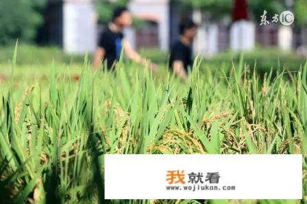 听村里老人说，“人在屋里热的燥，稻在田里哈哈笑”，伏天的稻谷真的不怕热吗？