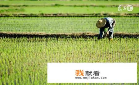 听村里老人说，“人在屋里热的燥，稻在田里哈哈笑”，伏天的稻谷真的不怕热吗？
