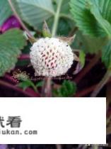 野草莓寓意？
