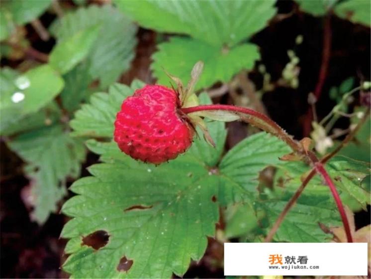 野草莓寓意？