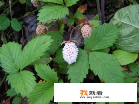 野草莓寓意？