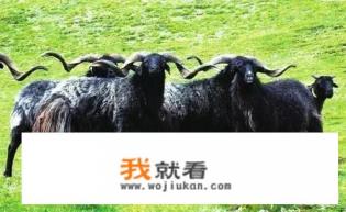 青海的特产有哪些？