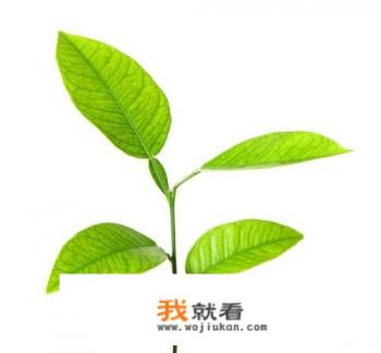 中国十大花茶排名是怎样的？
