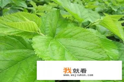 桑叶茶的功效作用？