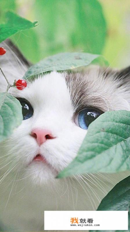 中国关于猫的传说、历史故事、神话？