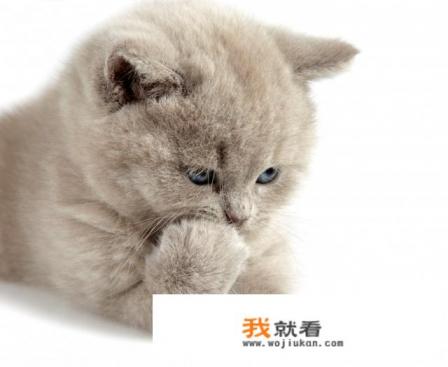 中国关于猫的传说、历史故事、神话？