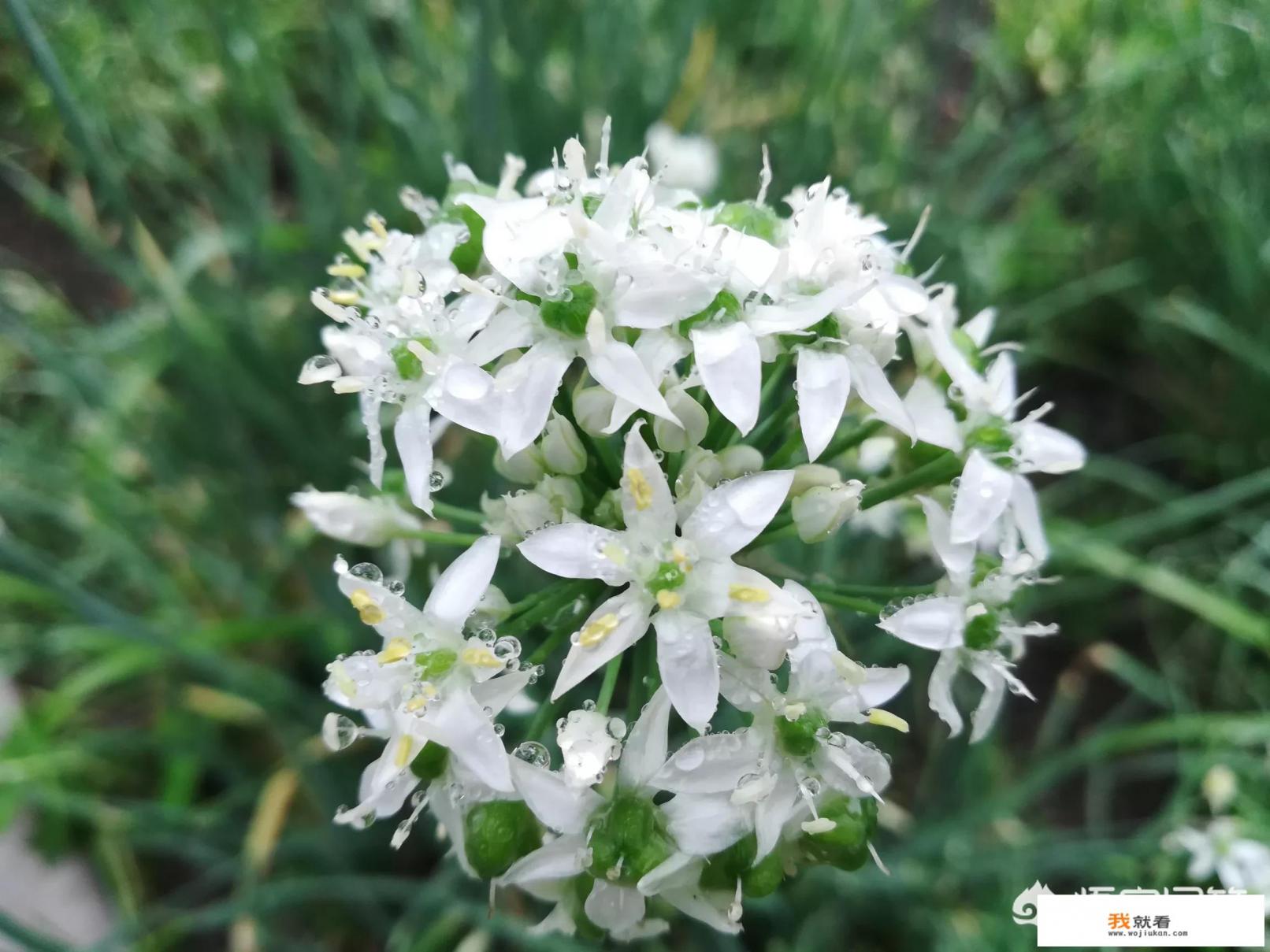 韭菜花能吃吗?