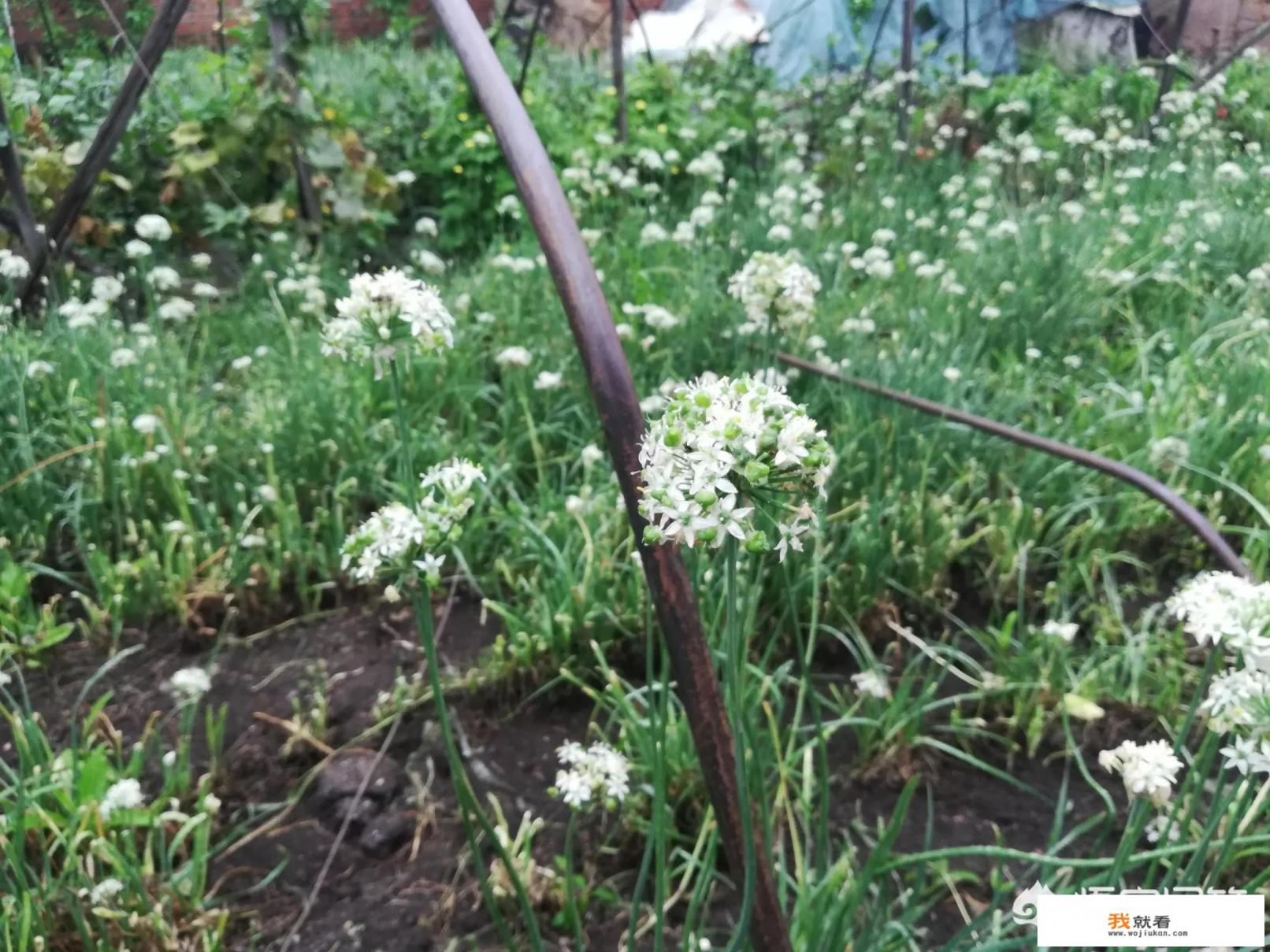 韭菜花能吃吗?