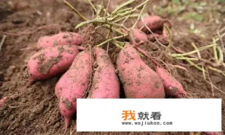 红薯不能和哪些蔬菜种在一起？