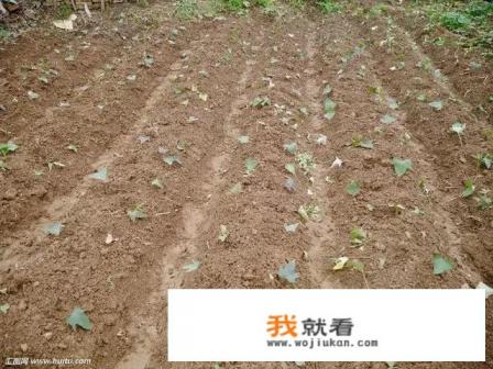 红薯不能和哪些蔬菜种在一起？