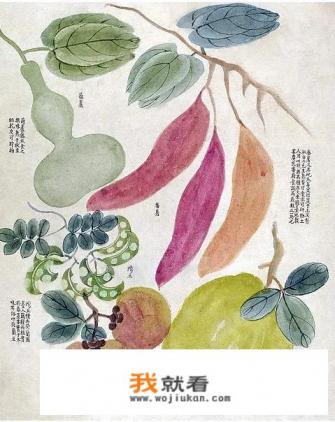 为什么中国叫“荷兰豆”，荷兰却叫“中国豆”，到底是谁叫错了？