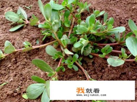 吃蚂蚱菜对身体有什么好处？