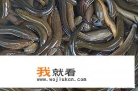 黄鳝鱼喜欢吃什么？