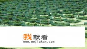 黄鳝鱼喜欢吃什么？
