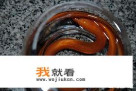 黄鳝鱼喜欢吃什么？