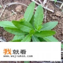 刺菜能吃吗？