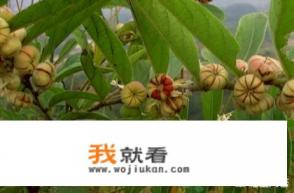 长在树上的“南瓜”，农民称“算盘子”，入药有哪些用处？
