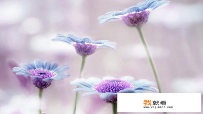 谁还记得“地菜煮鸡蛋”？是谁带着你去挖的地菜？