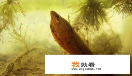 望月鳝可以食用吗？