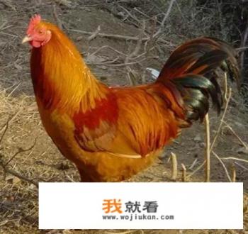 鸡的分类？