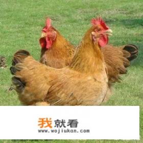 鸡的分类？