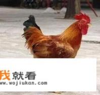 鸡的分类？