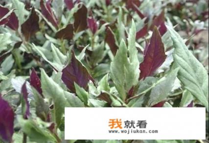 怎么样培育天葵种子？