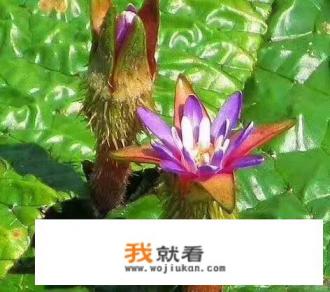 红豆和薏米可以把体内的湿气排出，这个偏方有没有科学依据？