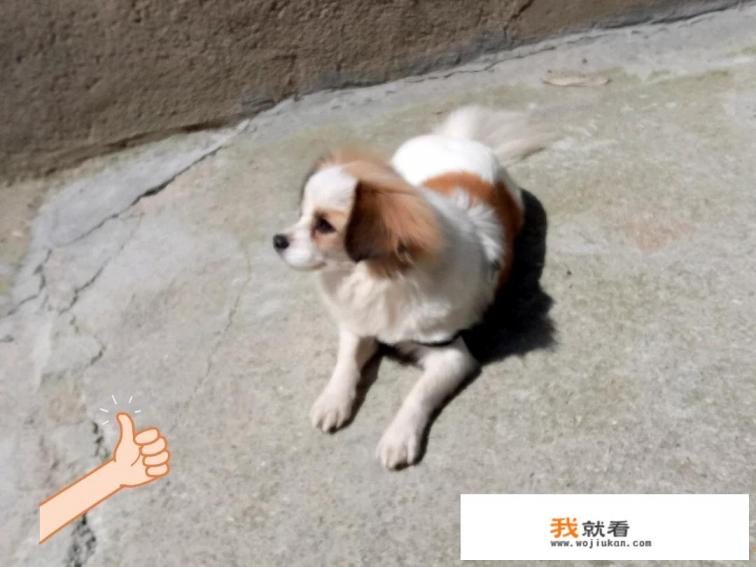 阿拉斯加和萨摩耶哪个好？