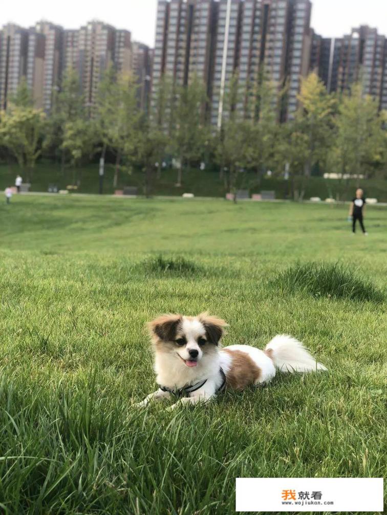 阿拉斯加和萨摩耶哪个好？